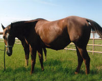 Sol O Lena - 1D Barrel Horse