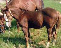 Sun Frost bred foal