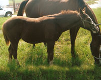 Foal by proven barrel mare