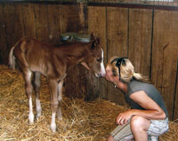 Embryos out of proven mare & stallion
