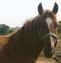 filly by La Jollas Gold for sale