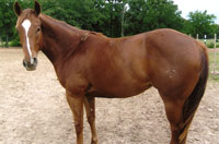 Futurity Prospect